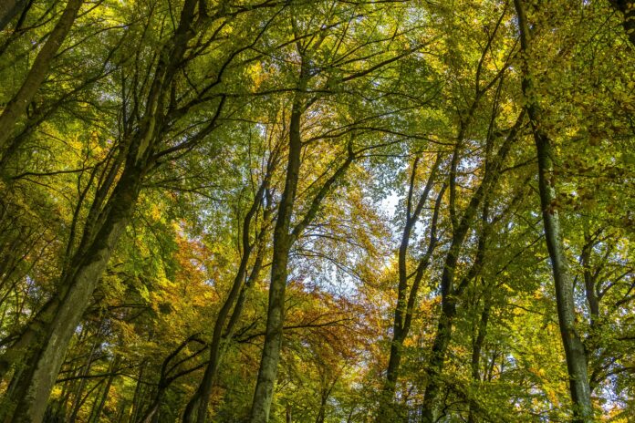 pexels-umkreisel-app-957916